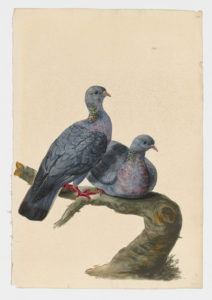 Drawing of a pair of Stock Doves from 18th century specimens [modern geographical distribution: Europe, the Middle East, and Central Asia. Attributed to Paillou, Peter, c.1720 – c.1790]