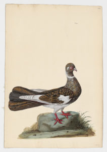 Drawing of a Swift Rock Dove--also known as a Rock Pigeon--from a 18th century specimen [modern geographical distribution: worldwide. Attributed to Paillou, Peter, c.1720 – c.1790]