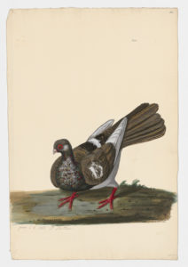 Drawing of a Swift Rock Dove--also known as a Rock Pigeon--from a 18th century specimen [modern geographical distribution: worldwide]