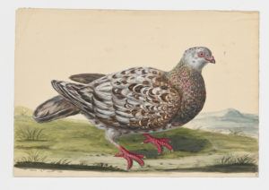 Drawing of a Runt Rock Dove--also known as a Rock Pigeon--from a 18th century specimen [modern geographical distribution: worldwide]