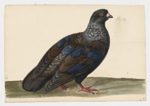 Drawing of a Runt Rock Dove--also known as a Rock Pigeon--from a 18th century specimen [modern geographical distribution: worldwide. Attributed to Paillou, Peter, c.1720 – c.1790]