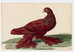 Drawing of a Smyrna Runt Rock Dove--also known as a Rock Pigeon--from a 18th century specimen [modern geographical distribution: worldwide. Attributed to Paillou, Peter, c.1720 – c.1790]