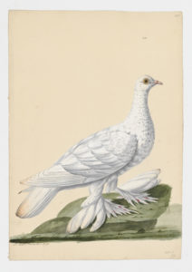 Drawing of a Smyrna Runt Rock Dove--also known as a Rock Pigeon--from a 18th century specimen [modern geographical distribution: worldwide]