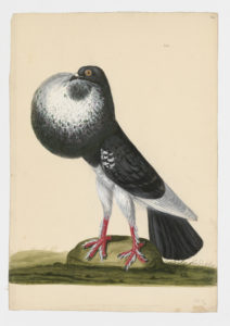Drawing of an English Powter Rock Dove--also known as a Rock Pigeon--from a 18th century specimen [modern geographical distribution: worldwide]