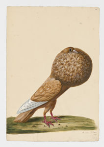 Drawing of a Dutch Cropper Rock Dove--also known as a Rock Pigeon--from a 18th century specimen [modern geographical distribution: worldwide]