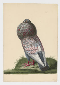 Drawing of a Parisian Powter Rock Dove--also known as a Rock Pigeon--from a 18th century specimen [modern geographical distribution: worldwide]