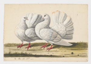 Drawing of a pair of Broad-tailed Shaker Rock Doves--also known as Rock Pigeons--from 18th century specimens [modern geographical distribution: worldwide]