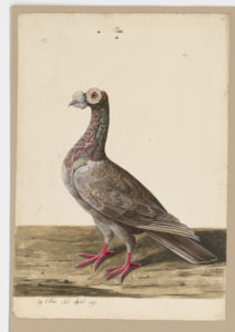 Drawing of an English Carrier Pigeon--also known as a Rock Dove or a Rock Pigeon--from a 18th century specimen [modern geographical distribution: worldwide]