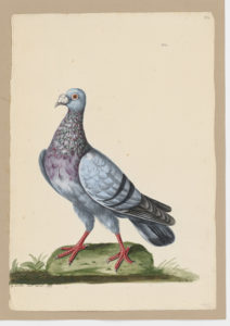 Drawing of a Horseman Rock Dove--also known as a Rock Pigeon--from a 18th century specimen [modern geographical distribution: worldwide]