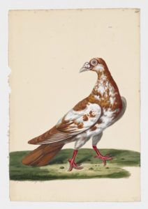 Drawing of a Horseman Rock Dove--also known as a Rock Pigeon--from a 18th century specimen [modern geographical distribution: worldwide]
