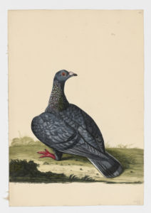 Drawing of a Dragoon Rock Dove--also known as a Rock Pigeon--from a 18th century specimen [modern geographical distribution: worldwide]