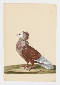 Drawing of a Ruff Rock Dove--also known as a Rock Pigeon--from a 18th century specimen [modern geographical distribution: worldwide]