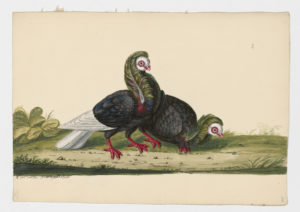 Drawing of a pair of Jacobine or Jack Pigeons--also known as Rock Doves or Rock Pigeons--from 18th century specimens [modern geographical distribution: worldwide]