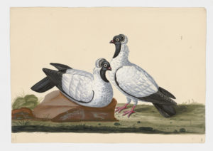 Drawing of a pair of Black-headed Nun Rock Doves--also known as Rock Pigeons--from 18th century specimens [modern geographical distribution: worldwide]