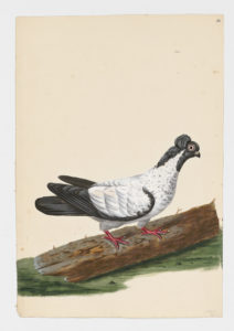 Drawing of a Black-headed Nun Rock Dove--also known as a Rock Pigeon--from a 18th century specimen [modern geographical distribution: worldwide]