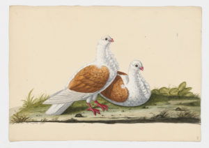 Drawing of a pair of Turbit Rock Doves--also known as Rock Pigeons--from 18th century specimens [modern geographical distribution: worldwide]