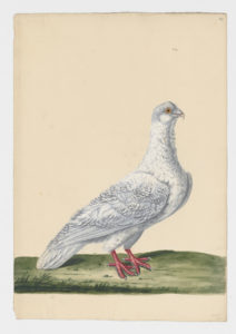 Drawing of a Turbit Rock Dove--also known as a Rock Pigeon--from a 18th century specimen [modern geographical distribution: worldwide]