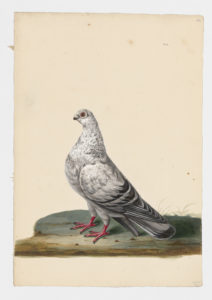 Drawing of a Rock Dove--also known as a Rock Pigeon--from a 18th century specimen [modern geographical distribution: worldwide]