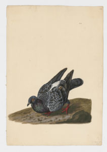 Drawing of a Rock Dove--also known as a Rock Pigeon--from a 18th century specimen [modern geographical distribution: worldwide]