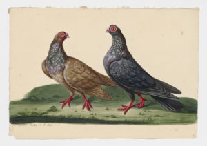 Drawing of a pair of Barbary Barb Rock Doves--also known as Rock Pigeons--from 18th century specimens [modern geographical distribution: worldwide]