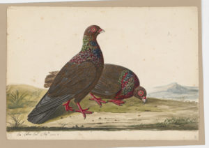 Drawing of a pair of Rock Doves--also known as Rock Pigeons--from 18th century specimens [modern geographical distribution: worldwide]