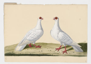 Drawing of a pair of White Barbs or Mahomet Rock Doves--also known as Rock Pigeons--from 18th century specimens [modern geographical distribution: worldwide]
