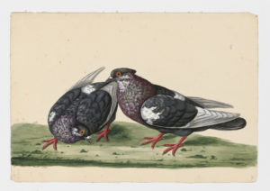 Drawing of a pair of Finnikin Rock Doves--also known as Rock Pigeons--from 18th century specimens [modern geographical distribution: worldwide]