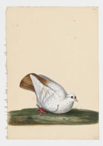 Drawing of a Spot Rock Dove--also known as a Rock Pigeon--from a 18th century specimen [modern geographical distribution: worldwide]