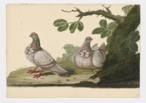 Drawing of a pair of Owl Rock Doves--also known as Rock Pigeons--from 18th century specimens [modern geographical distribution: worldwide]