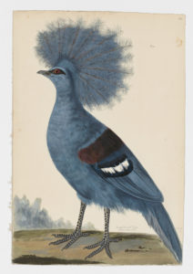 Drawing of a Western Crowned-Pigeon from a 18th century specimen[modern geographical distribution: Papua. Attributed to Paillou, Peter, c.1720 – c.1790]