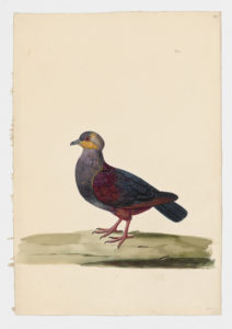 Drawing of a Crested Quail-Dove from a 18th century specimen [modern geographical distribution: Jamaica. Attributed to Paillou, Peter, c.1720 – c.1790]