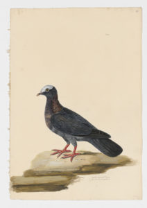 Drawing of a White-Crowned Pigeon from a 18th century specimen [modern geographical distribution: Florida, the Caribbean, and Central America. Attributed to Paillou, Peter, c.1720 – c.1790]