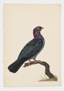 Drawing of a Rock Dove--also known as a Rock Pigeon--from a 18th century specimen [modern geographical distribution: worldwide. Attributed to Paillou, Peter, c.1720 – c.1790]