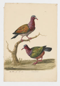 Drawing of a pair of Asian Emerald Doves from 18th century specimens [modern geographical distribution: India, Southeast Asia, Australia, and Oceania]