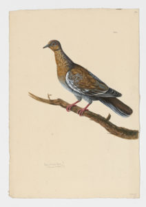 Drawing of a White Winged Dove from a 18th century specimen [modern geographical distribution: North America. Attributed to Paillou, Peter, c.1720 – c.1790]