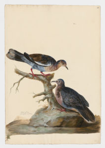 Drawing of a pair of White Winged Doves from 18th century specimens [modern geographical distribution: North America. Attributed to Paillou, Peter, c.1720 – c.1790]