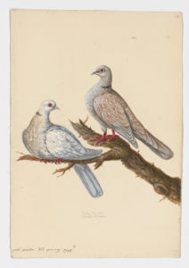 Drawing of a pair of African Collared Doves from 18th century specimens [modern geographical distribution: Africa, Europe, the Middle East, and North America]