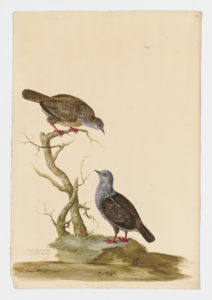 Drawing of a pair of Zebra Doves from 18th century specimens [modern geographical distribution: Southeast Asia, Australia, Oceania, and Hawaii. Attributed to Paillou, Peter, c.1720 – c.1790]