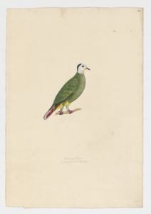 Drawing of a Black-naped Fruit Dove from a 18th century specimen [modern geographical distribution: Indonesia and the Philippines. Attributed to Paillou, Peter, c.1720 – c.1790]