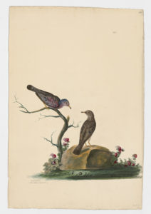 Drawing of a pair of Common Ground Doves from 18th century specimens [modern geographical distribution: the United States, Central America, South America, and the Caribbean. Attributed to Paillou, Peter, c.1720 – c.1790]