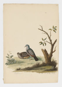 Drawing of a pair of Common Ground Doves from 18th century specimens [modern geographical distribution: the United States, Central America, South America, and the Caribbean]