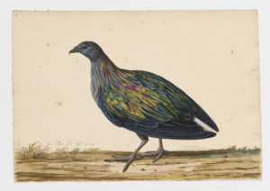 Drawing of a Nicobar Pigeon from a 18th century specimen [modern geographical distribution: Indonesia, the Philippines, and Oceania]