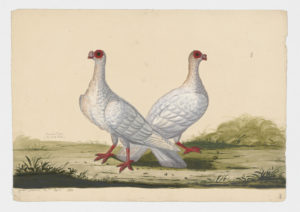 Drawing of a pair of White Barbs or Mahomet Rock Doves--also known as Rock Pigeons--from 18th century specimens [modern geographical distribution: worldwide]