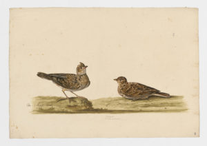 Drawing of a pair of Eurasian Skylarks from 18th century specimens [modern geographical distribution: Europe, North Africa, the Middle East, Asia, Australia, New Zealand, and Hawaii]