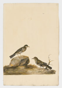 Drawing of a pair of American Pipits from 18th century specimens [modern geographical distribution: North America, East Asia, and uncommonly found across rest of Asia and Europe. Attributed to Paillou, Peter, c.1720 – c.1790]
