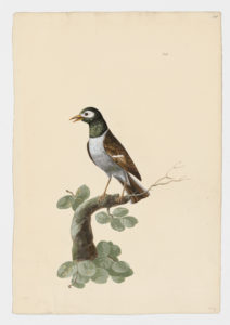 Drawing of an Asian Pied Starling from a 18th century specimen [modern geographical distribution: India and Southeast Asia. Attributed to Paillou, Peter, c.1720 – c.1790]