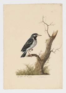 Drawing of an Asian Pied Starling from a 18th century specimen [modern geographical distribution: India and Southeast Asia]