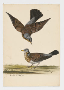 Drawing of a pair of Fieldfares from 18th century specimens [modern geographical distribution: Europe, the Middle East, and Central Asia]
