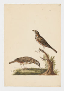 Drawing of a pair of Redwings from 18th century specimens [modern geographical distribution: Europe, Russia, and the Middle East]