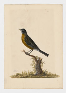 Drawing of an American Robin from a 18th century specimen [modern geographical distribution: North America]